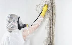 Professional Mold Removal in Warrensburg, MO